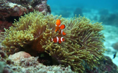 Environmental Assessment for Island Resort, Red Sea