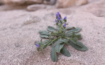 Baseline hydro-ecological survey in Saudi Arabia