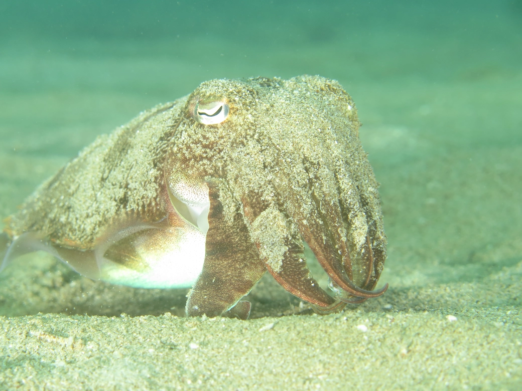 Cuttlefish
