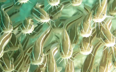 Oceanarium water supply