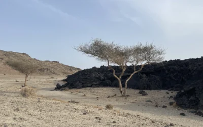 Environmental Impact Assessment for Large Scale Construction Dewatering in Saudi Arabia