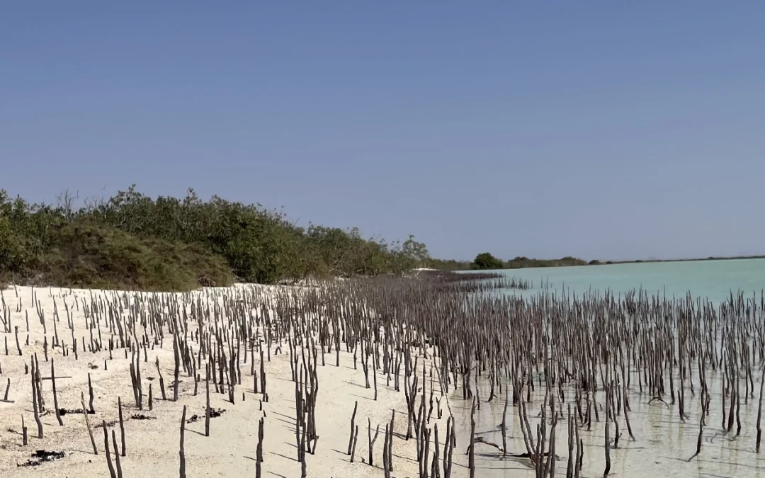 Mangrove areas