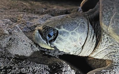 Happy World Turtle Day! 