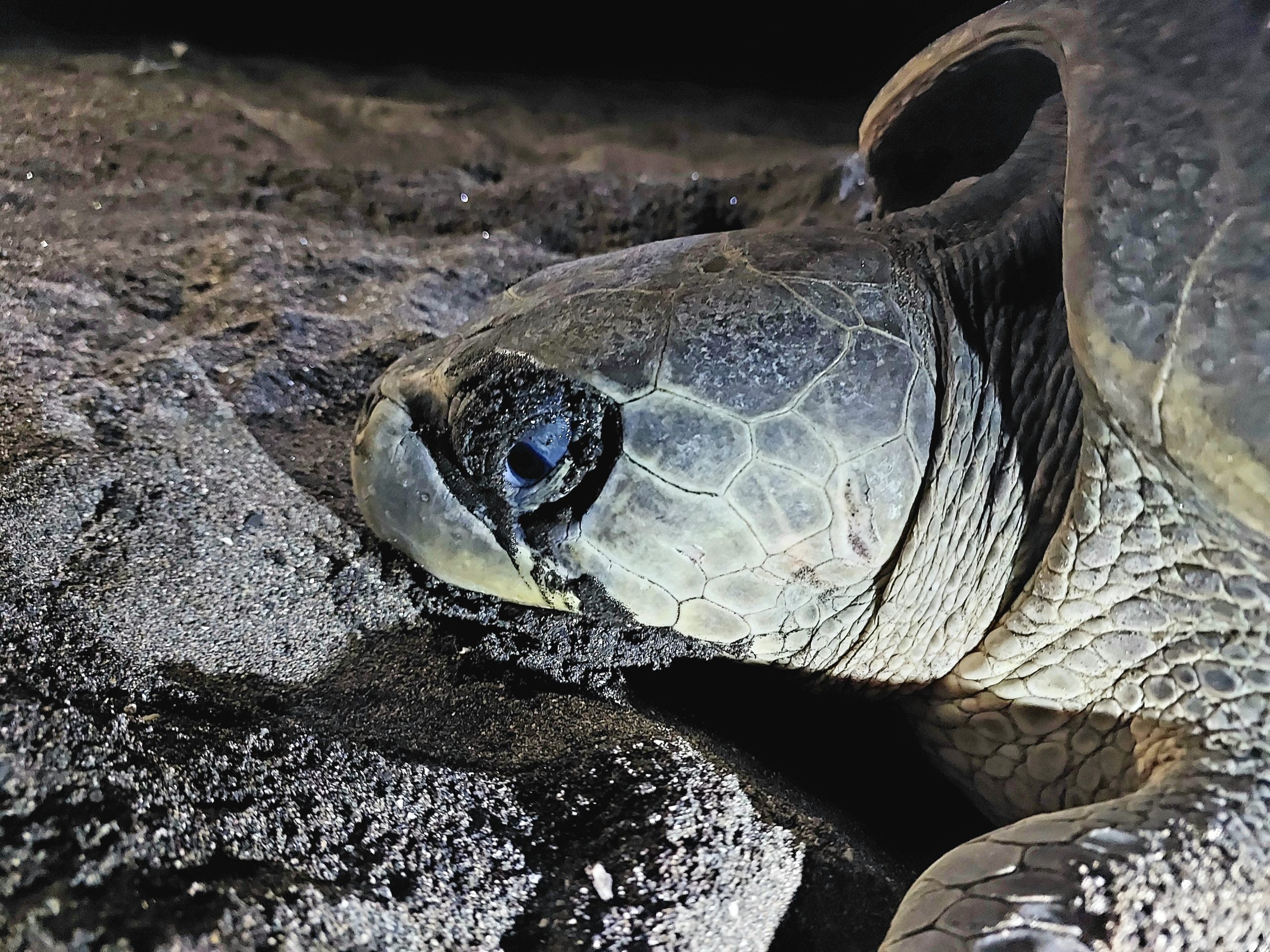 Turtle